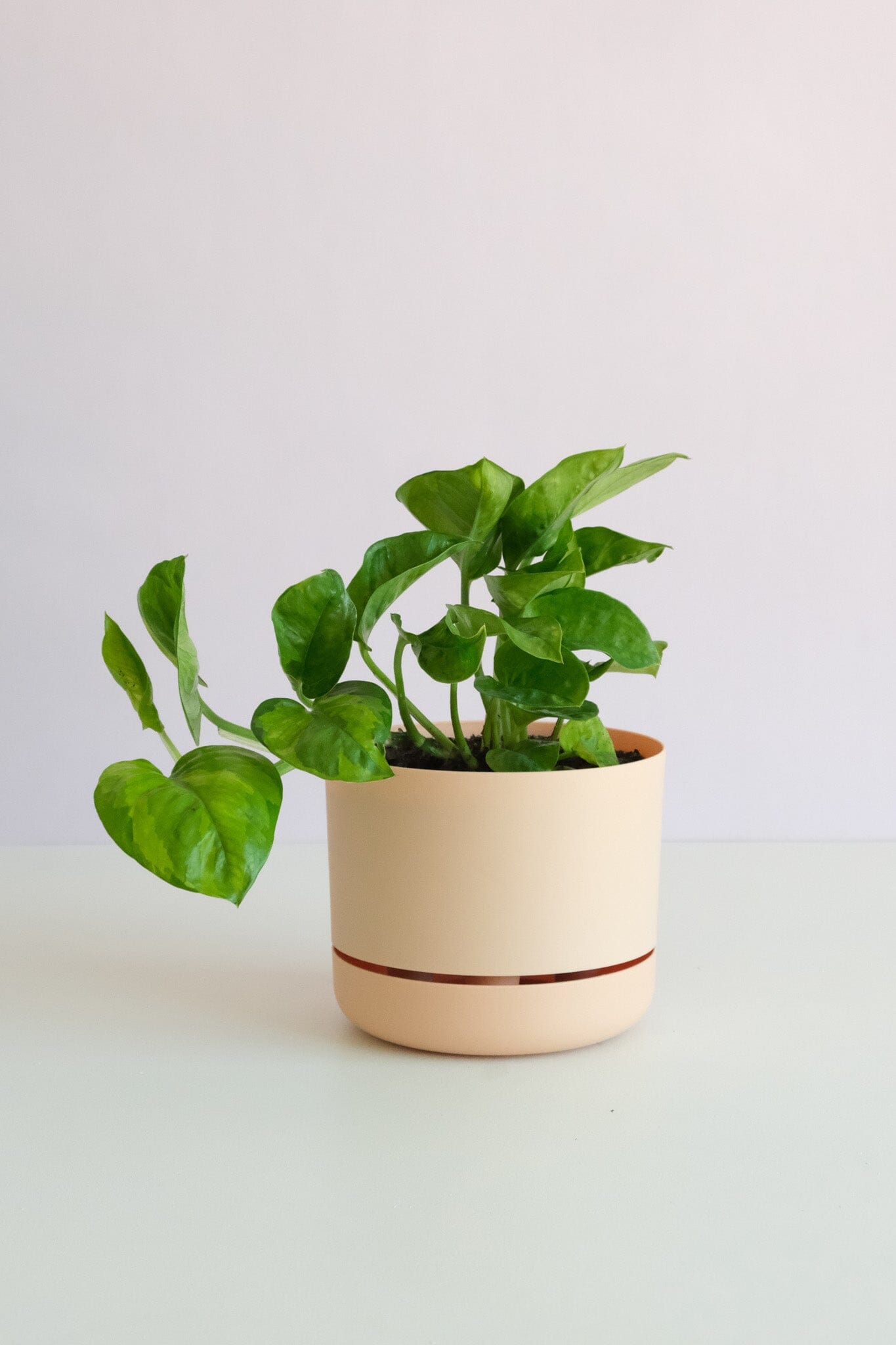 Pothos in Mr Kitly Pot Potted plant Poppy Rose 