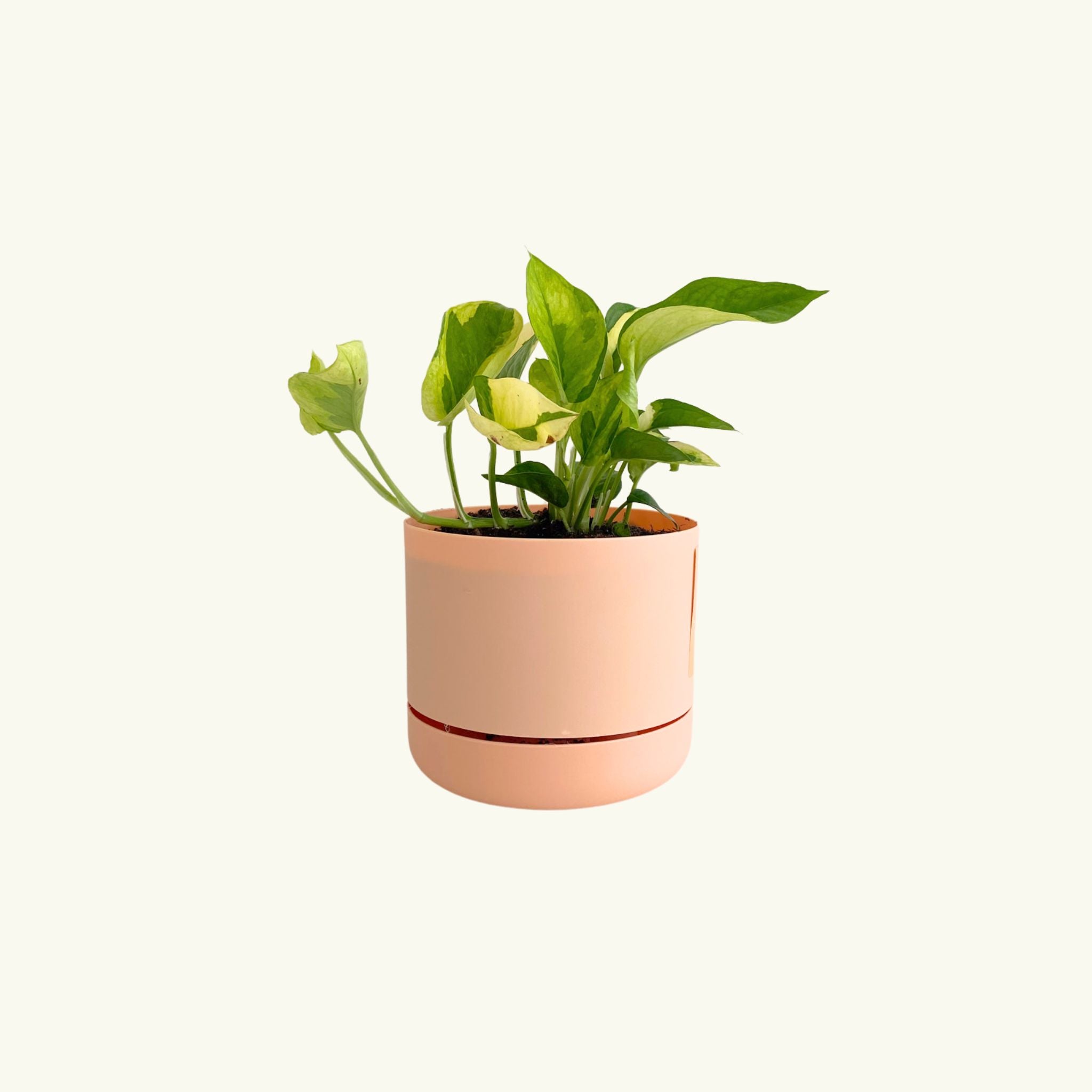 Pothos in Mr Kitly Pot - Poppy Rose - Poppy Rose Flowers Brisbane