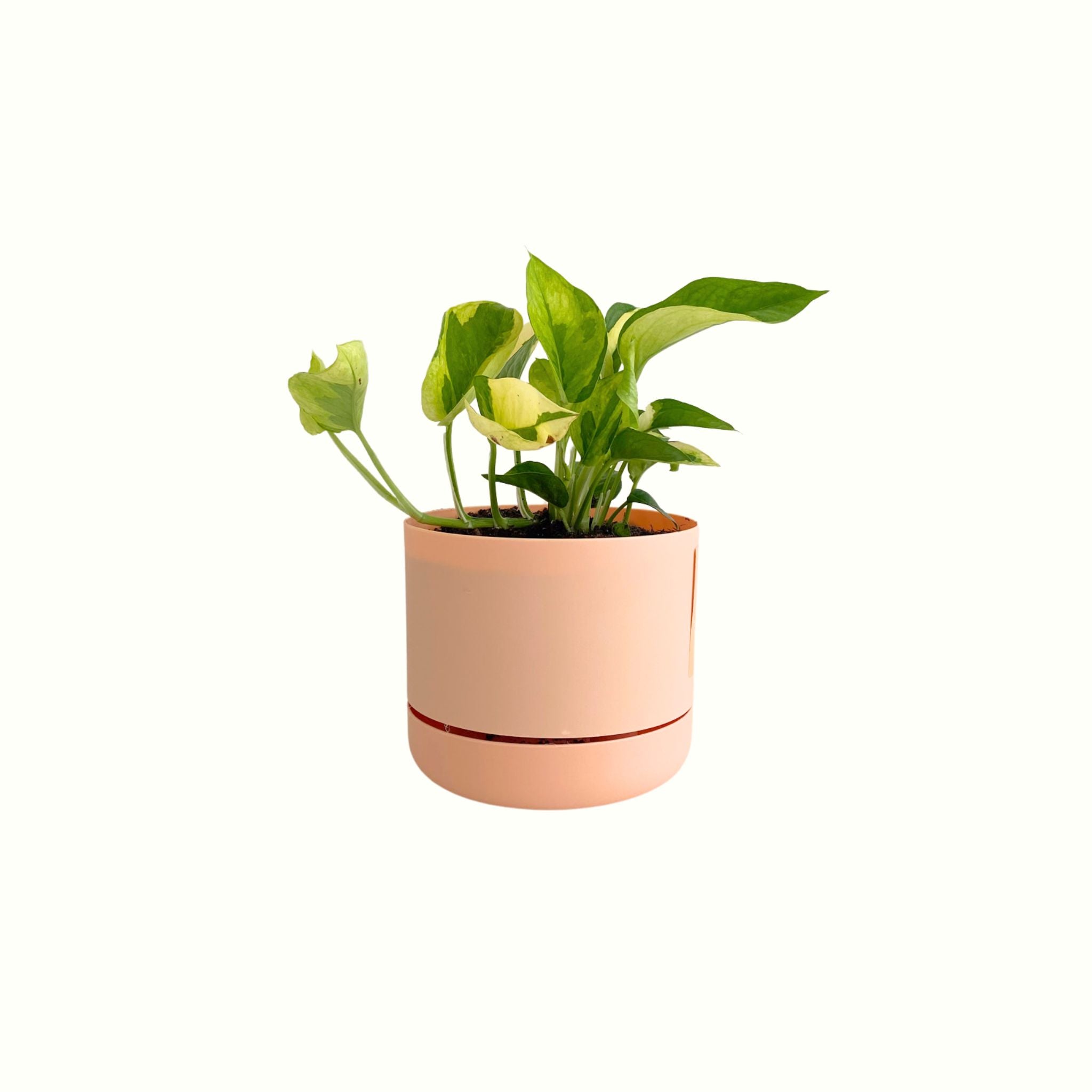 Pothos in Mr Kitly Pot - Poppy Rose - Poppy Rose Flowers Brisbane