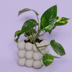 Pothos in Pistachio Bubblo - Poppy Rose - Poppy Rose Flowers Brisbane