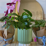 Pothos in Sage Ribbed Pot - Poppy Rose - Poppy Rose Flowers Brisbane