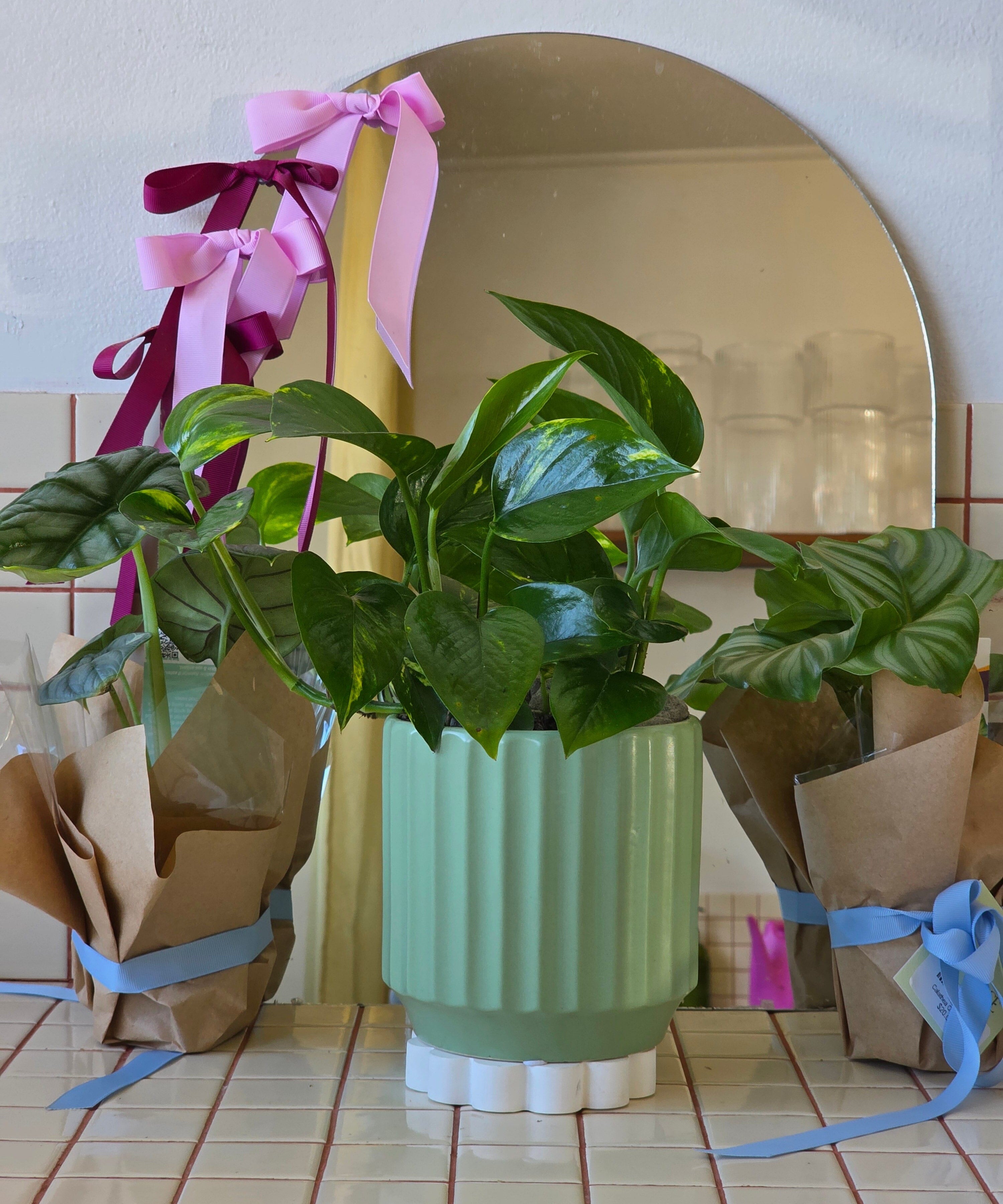 Pothos in Sage Ribbed Pot - Poppy Rose - Poppy Rose Flowers Brisbane