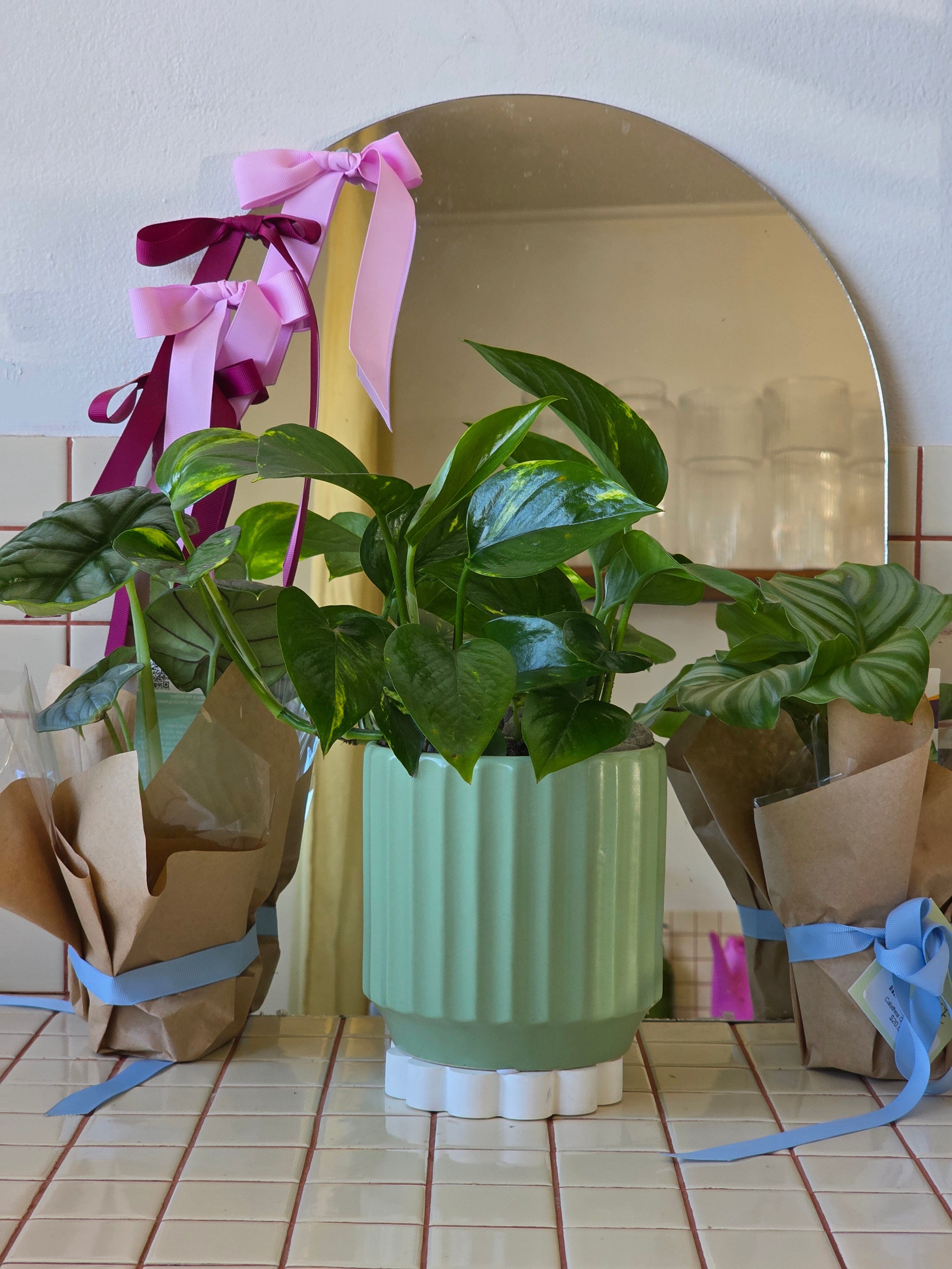 Pothos in Sage Ribbed Pot - Poppy Rose - Poppy Rose Flowers Brisbane