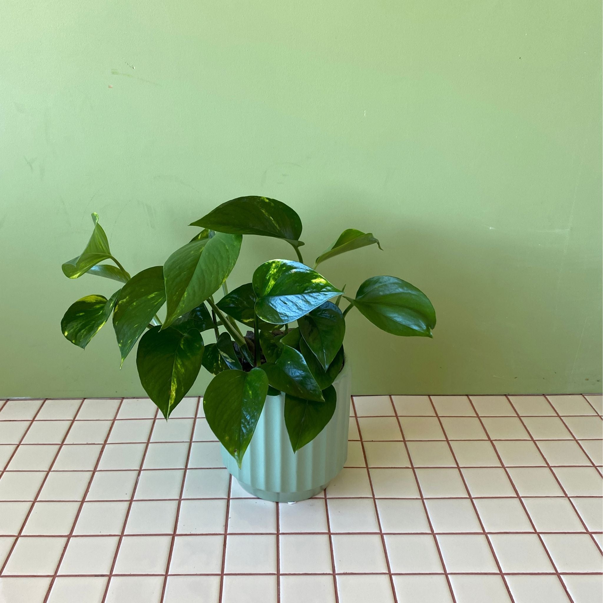 Pothos in Sage Ribbed Pot - Poppy Rose - Poppy Rose Flowers Brisbane