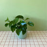 Pothos in Sage Ribbed Pot - Poppy Rose - Poppy Rose Flowers Brisbane