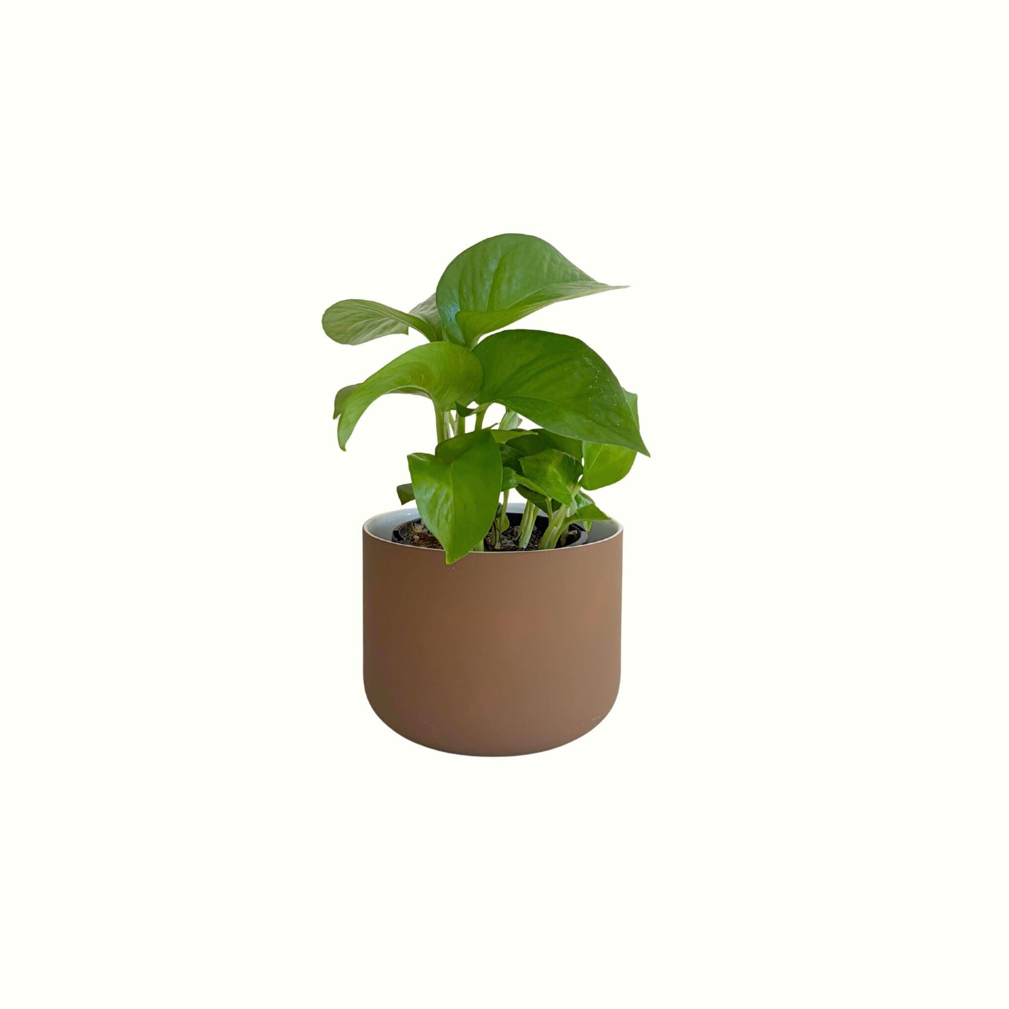 Pothos Jade Green in Earth Pot - Poppy Rose - Poppy Rose Flowers Brisbane