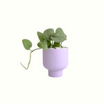 Pothos Silver Hero in Ari Pot - Poppy Rose - Poppy Rose Flowers Brisbane