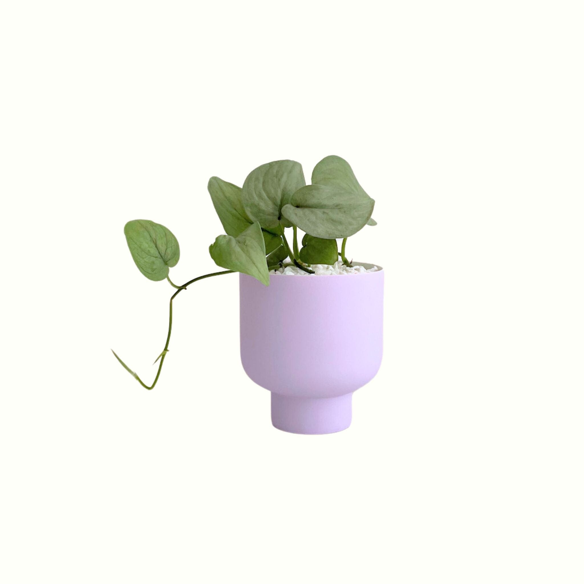 Pothos Silver Hero in Ari Pot - Poppy Rose - Poppy Rose Flowers Brisbane