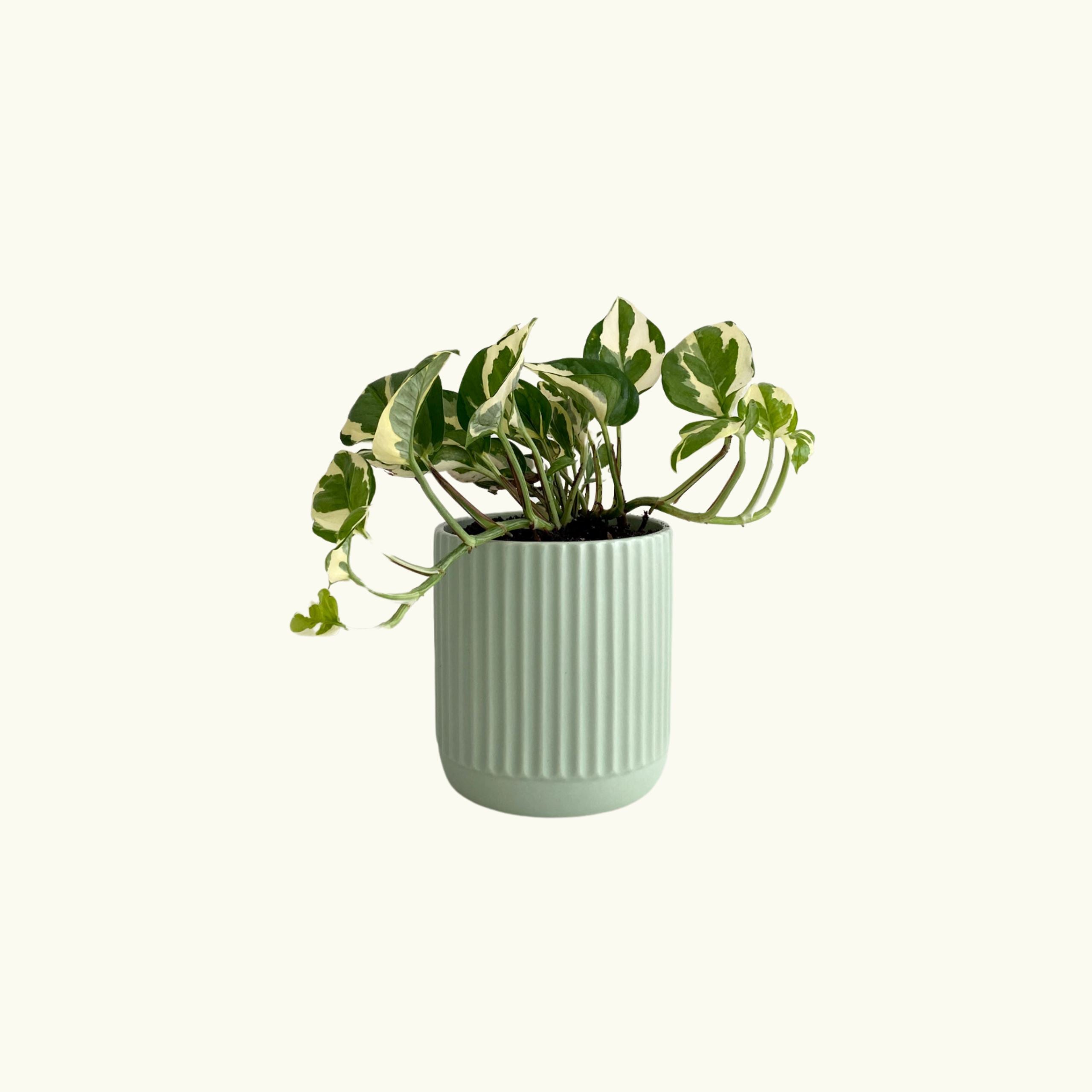 Pothos Snow Queen in Green Pot - Poppy Rose - Poppy Rose Flowers Brisbane