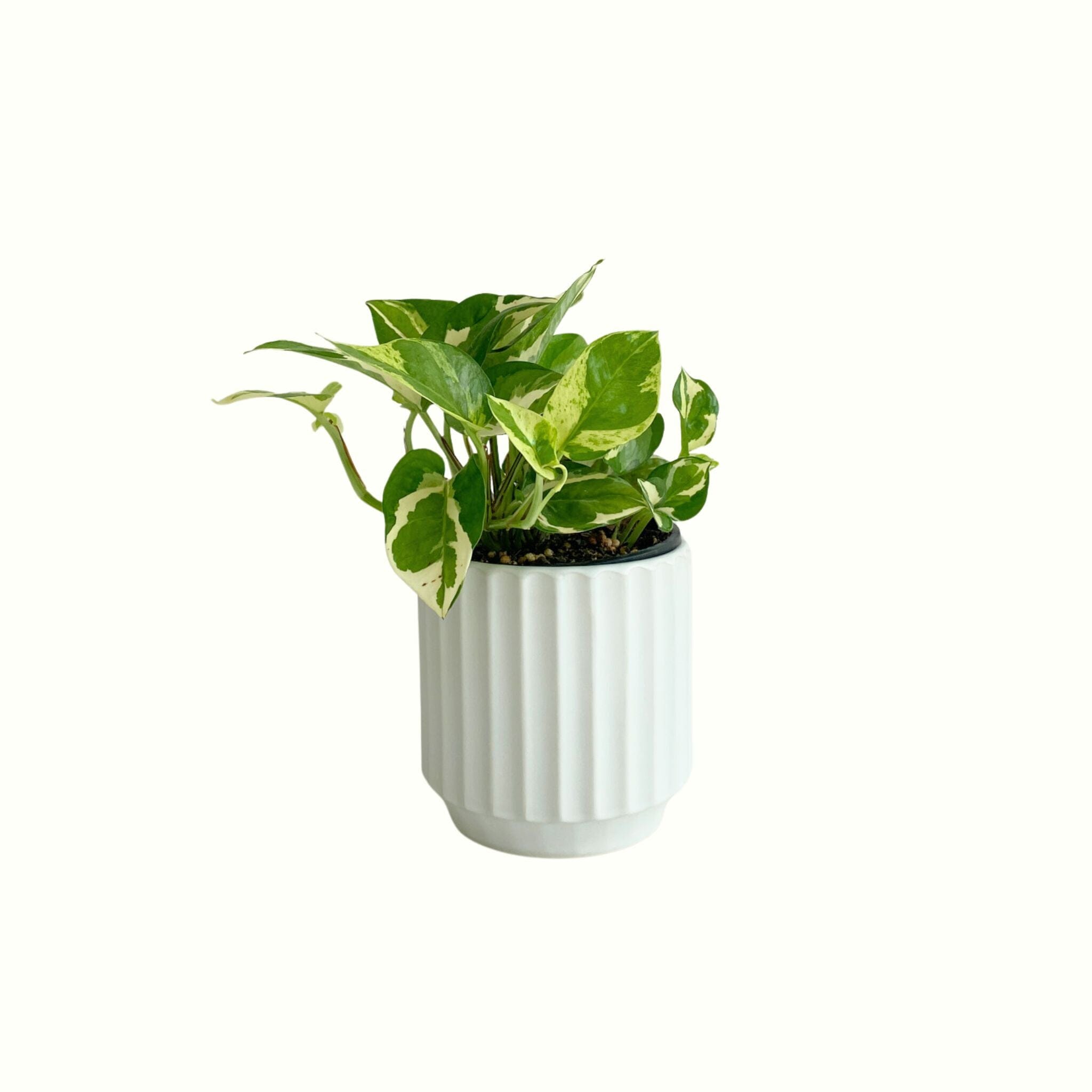 Pothos Snow Queen in Ripple Pot - Poppy Rose - Poppy Rose Flowers Brisbane