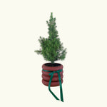 Potted Christmas Tree - Poppy Rose - Poppy Rose Flowers Brisbane