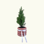 Potted Christmas Tree - Poppy Rose - Poppy Rose Flowers Brisbane