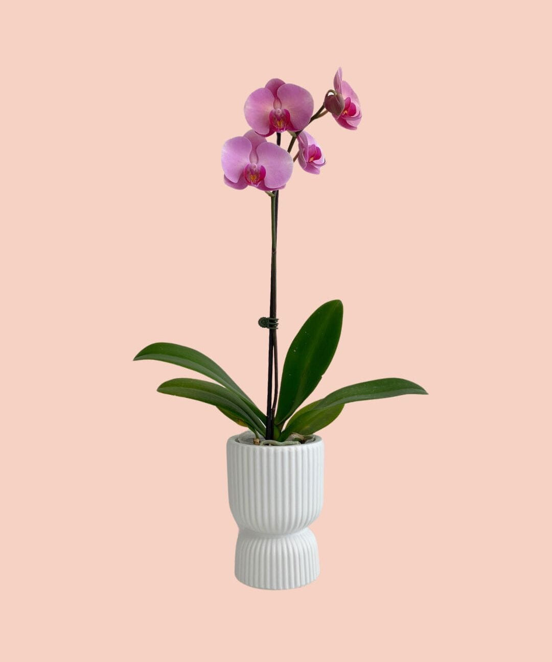 Potted Orchid Phalaenopsis - Mother's Day - Poppy Rose - Poppy Rose Flowers Brisbane