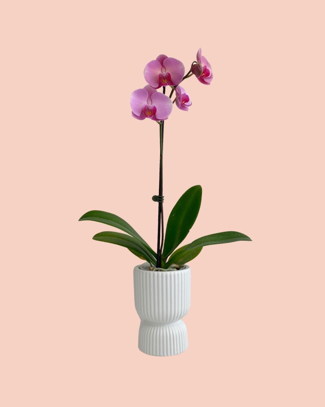 Potted Orchid Phalaenopsis - Mother's Day - Poppy Rose - Poppy Rose Flowers Brisbane