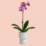 Potted Orchid Phalaenopsis - Mother's Day - Poppy Rose - Poppy Rose Flowers Brisbane