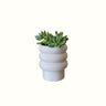 Potted Sedum Succulent - Poppy Rose - Poppy Rose Flowers Brisbane