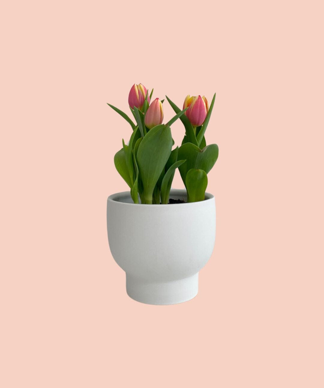 Potted Tulip Plant - Mother's Day - Poppy Rose - Poppy Rose Flowers Brisbane