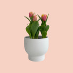 Potted Tulip Plant - Mother's Day - Poppy Rose - Poppy Rose Flowers Brisbane