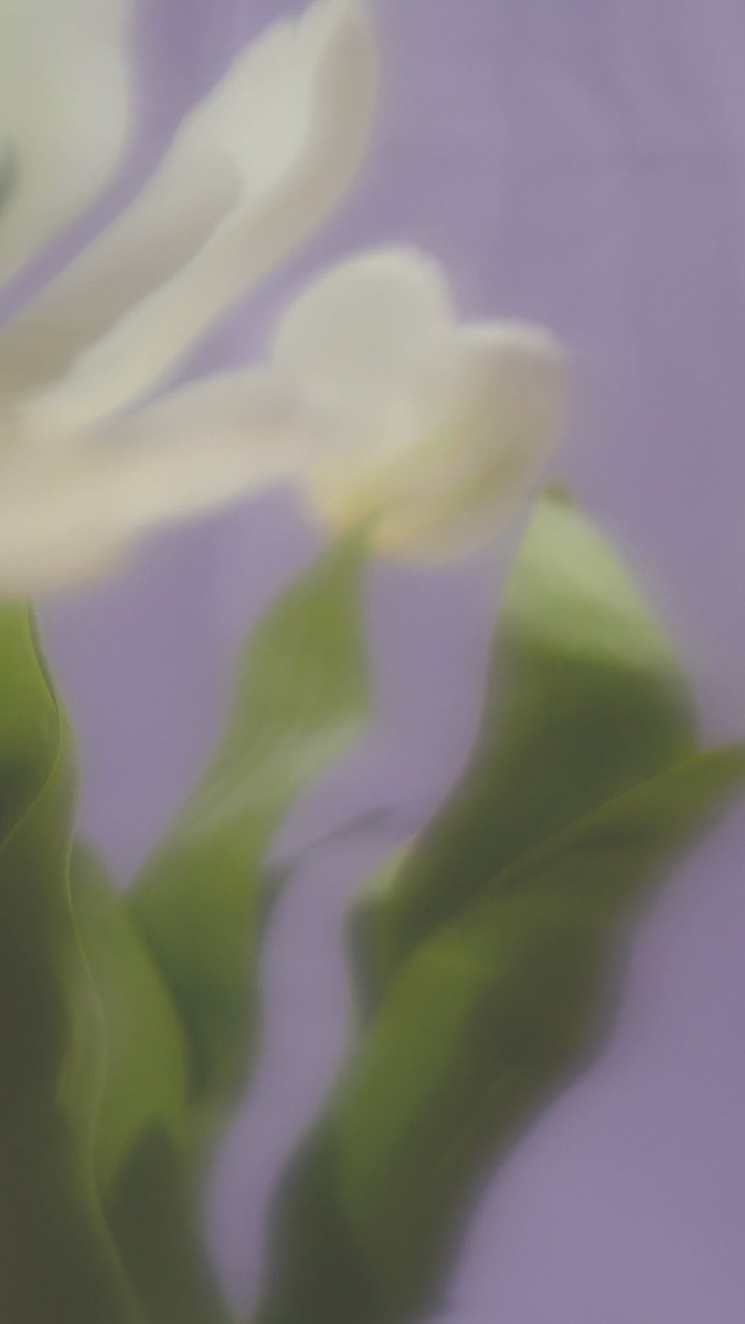 Lilac, Green and White Flowers