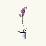 Purple Phalaenopsis in White Pot - Poppy Rose - Poppy Rose Flowers Brisbane