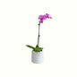 Purple Phalaenopsis in White Pot - Poppy Rose - Poppy Rose Flowers Brisbane