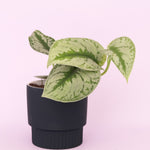 Silver Pothos in Calotta Pot - Poppy Rose - Poppy Rose Flowers Brisbane