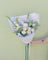 Soft and Natural Bouquet - My Store - Poppy Rose Flowers Brisbane