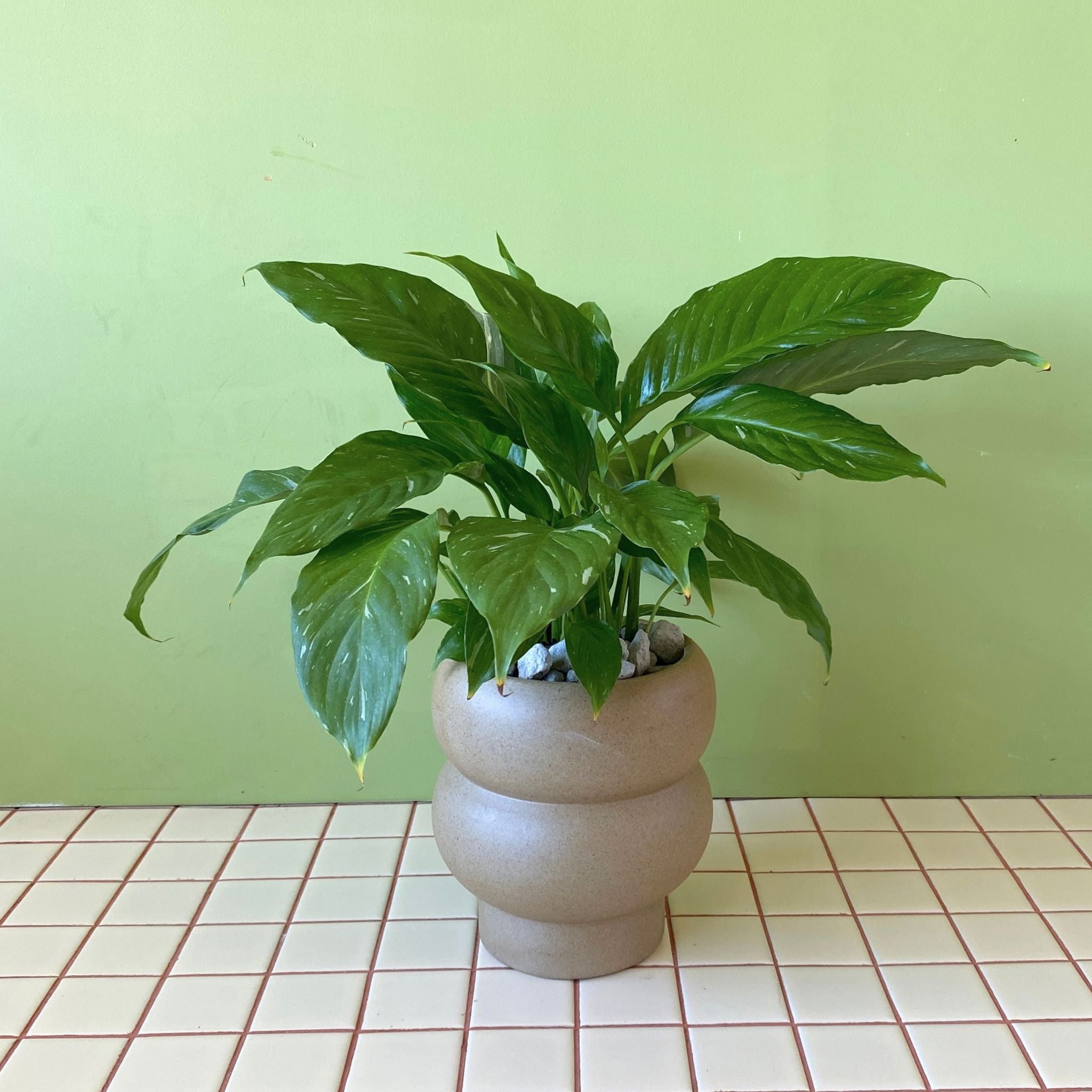 Spathiphyllum Domino in Billie Dune Planter - Poppy Rose - Poppy Rose Flowers Brisbane