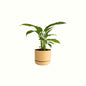 Spathiphyllum in Mr Kitly Pot - Poppy Rose - Poppy Rose Flowers Brisbane