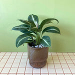 Spathiphyllum White Lightning in Angus Tide Planter - Poppy Rose - Poppy Rose Flowers Brisbane