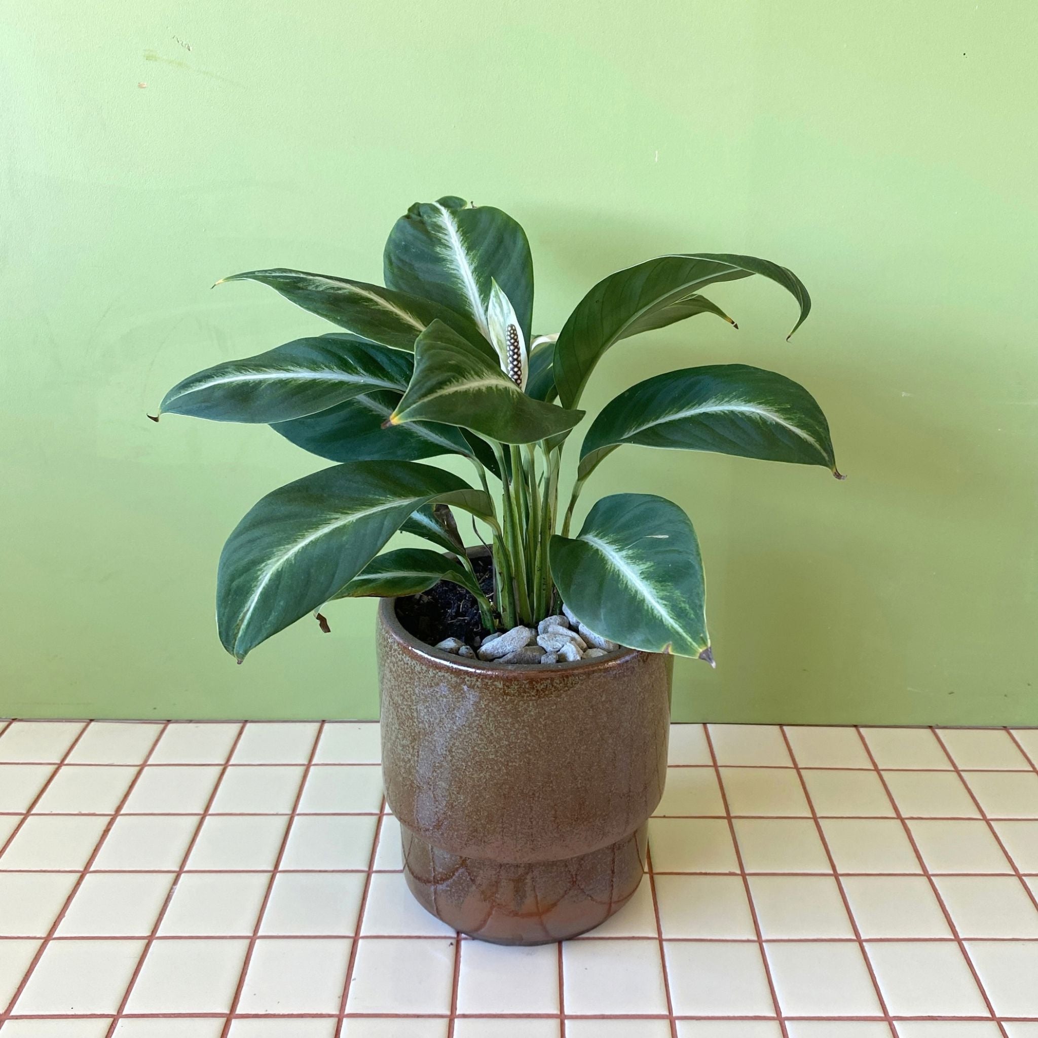 Spathiphyllum White Lightning in Angus Tide Planter - Poppy Rose - Poppy Rose Flowers Brisbane