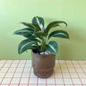 Spathiphyllum White Lightning in Angus Tide Planter - Poppy Rose - Poppy Rose Flowers Brisbane