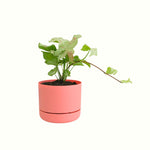 Syngonium Confetti in Mr Kitly Pot - Poppy Rose - Poppy Rose Flowers Brisbane