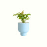Syngonium Confetti in Sky Pot - Poppy Rose - Poppy Rose Flowers Brisbane