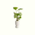 Syngonium Holly in Claire Planter - Poppy Rose - Poppy Rose Flowers Brisbane