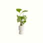 Syngonium Holly in Claire Planter - Poppy Rose - Poppy Rose Flowers Brisbane