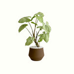 Syngonium Holly in Earth Pot - Poppy Rose - Poppy Rose Flowers Brisbane