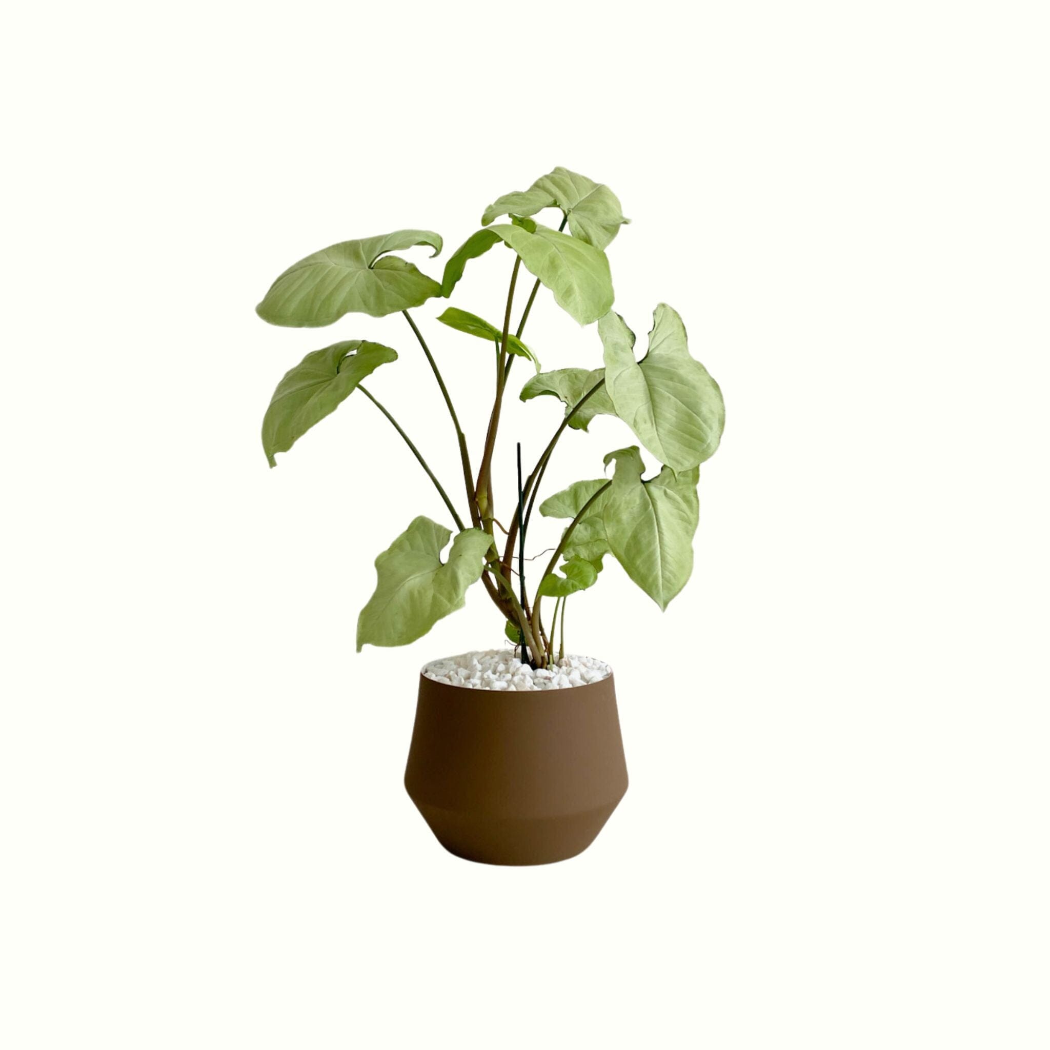 Syngonium Holly in Earth Pot - Poppy Rose - Poppy Rose Flowers Brisbane