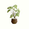 Syngonium Holly in Earth Pot - Poppy Rose - Poppy Rose Flowers Brisbane