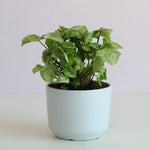 Syngonium in Billi Pot Potted plant Poppy Rose 