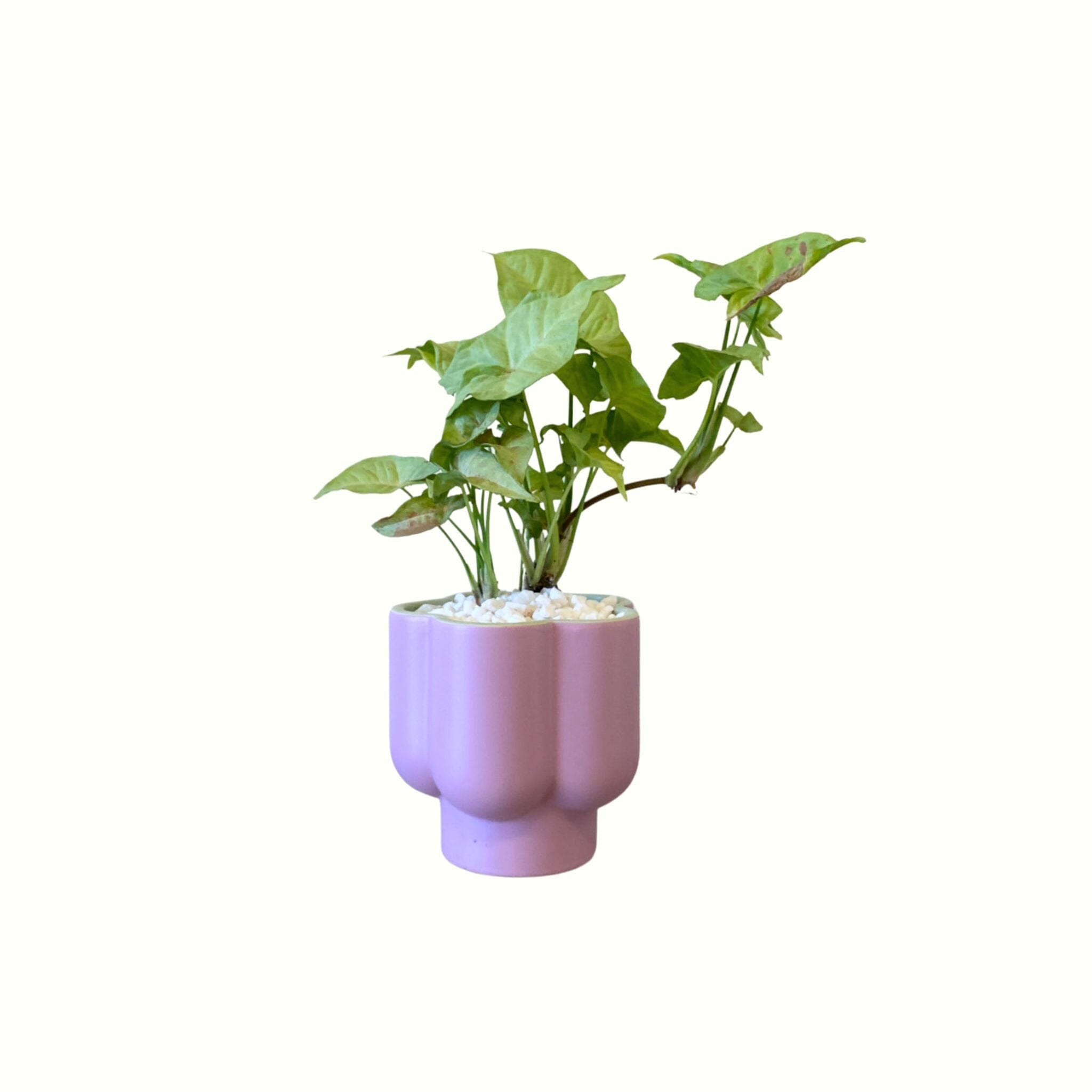 Syngonium in Flower Pot - Poppy Rose - Poppy Rose Flowers Brisbane