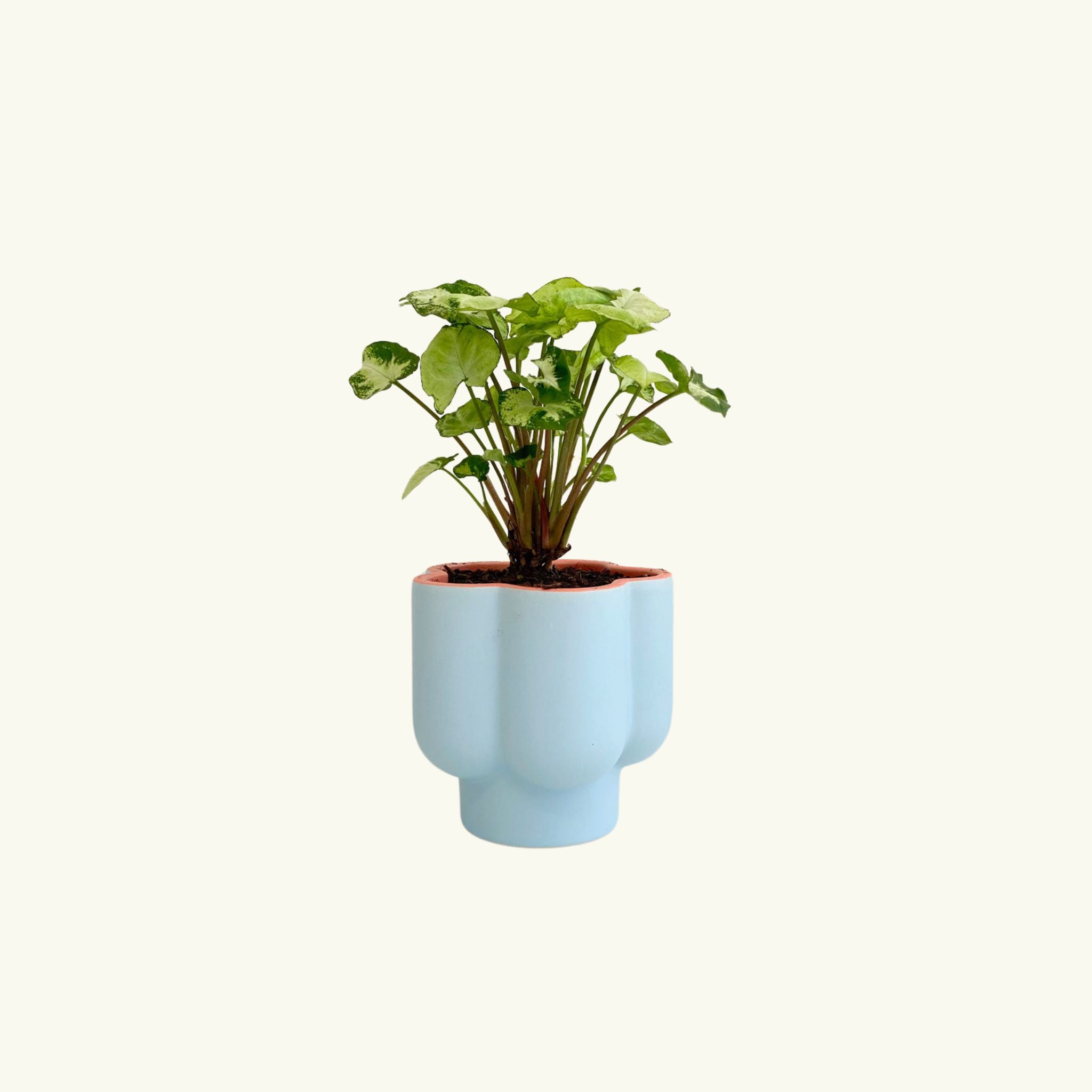 Syngonium in Flower Pot Poppy Rose Flowers Brisbane