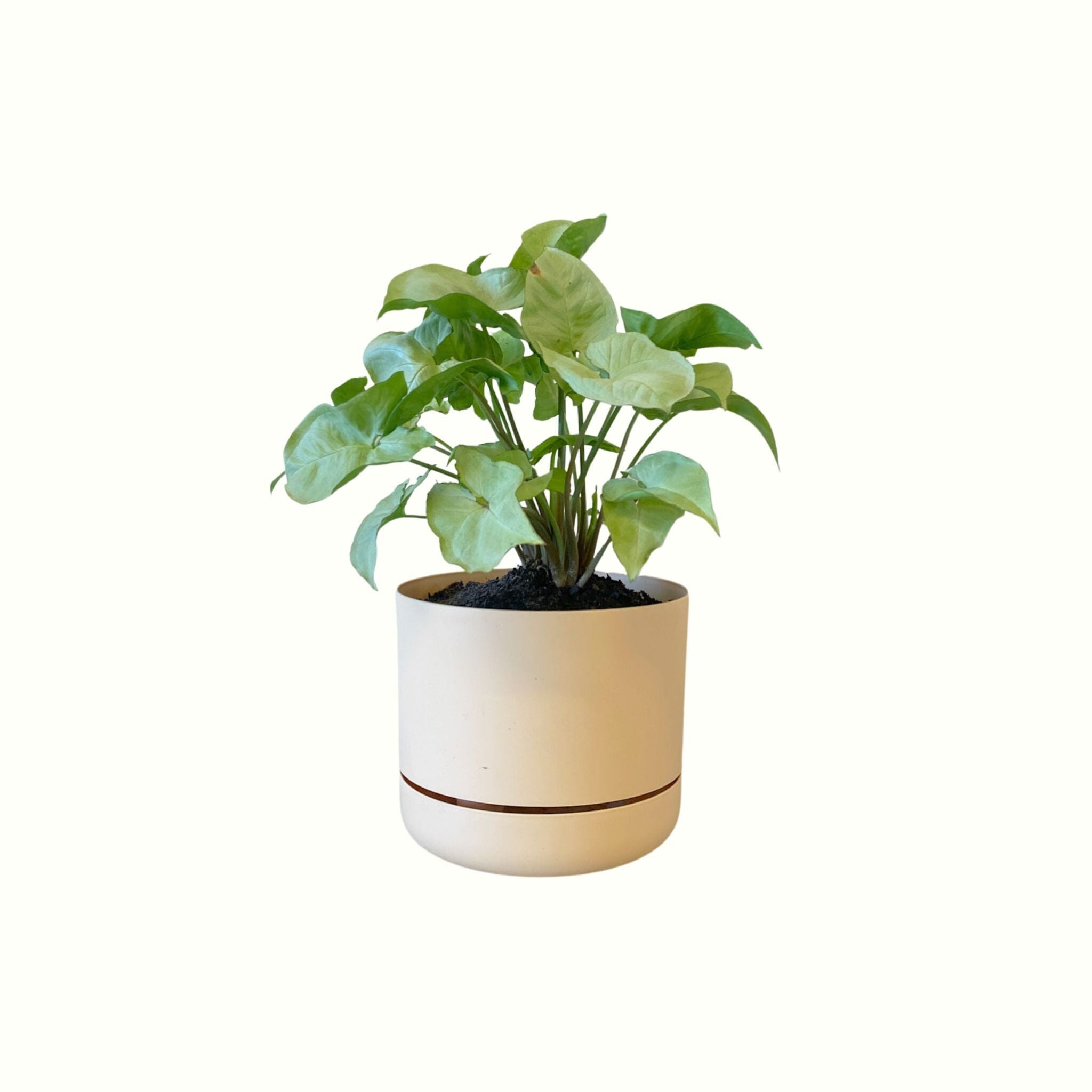 Syngonium in Mr Kitly Pot - Poppy Rose - Poppy Rose Flowers Brisbane