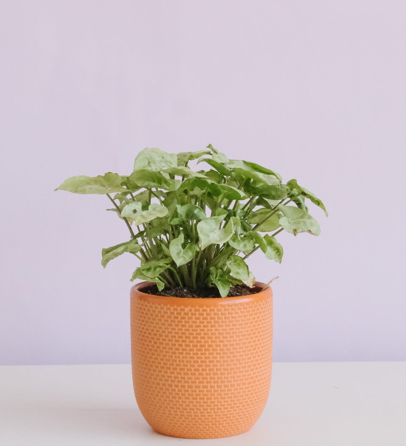 Syngonium in Tweed Pot Potted plant Poppy Rose 