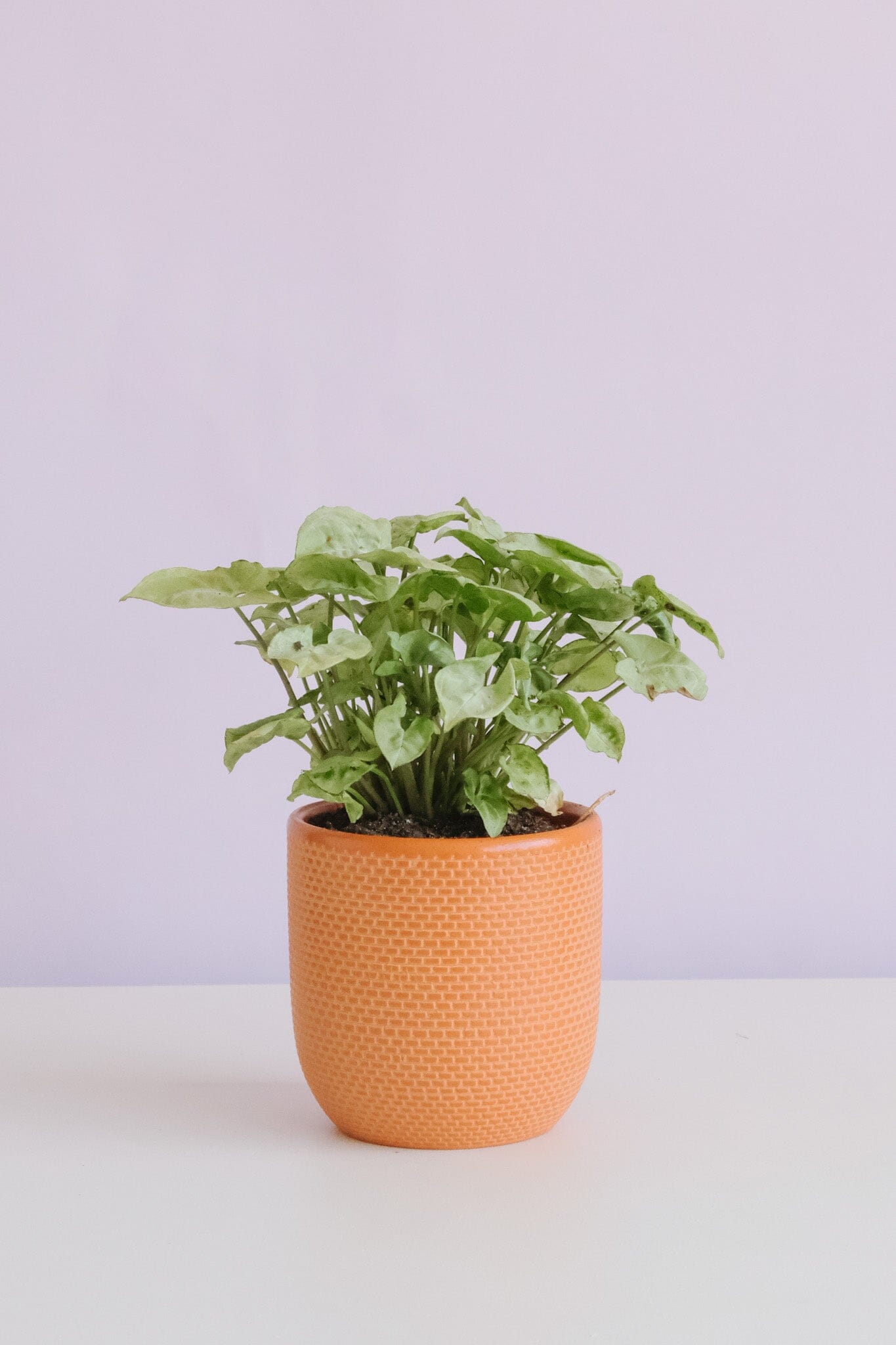 Syngonium in Tweed Pot Potted plant Poppy Rose 