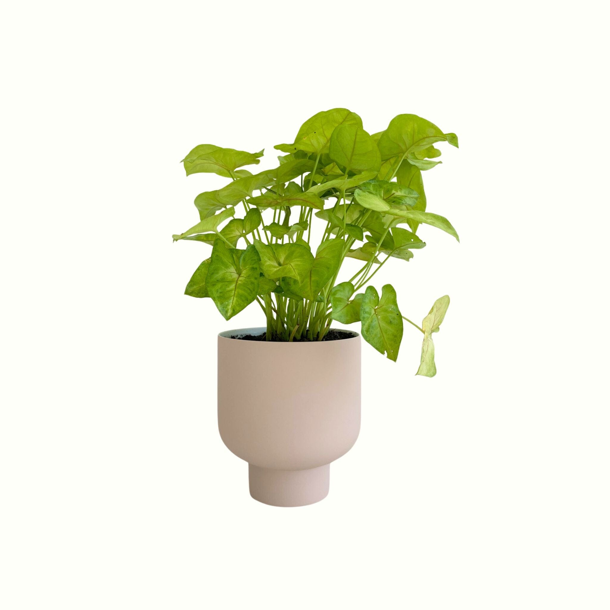 Syngonium Mango in Nude Pot - Poppy Rose - Poppy Rose Flowers Brisbane