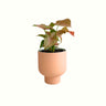Syngonium Neon in Blush Pot - Poppy Rose - Poppy Rose Flowers Brisbane