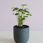 Syngonium Pixie in Tweed Pot Potted plant Poppy Rose 