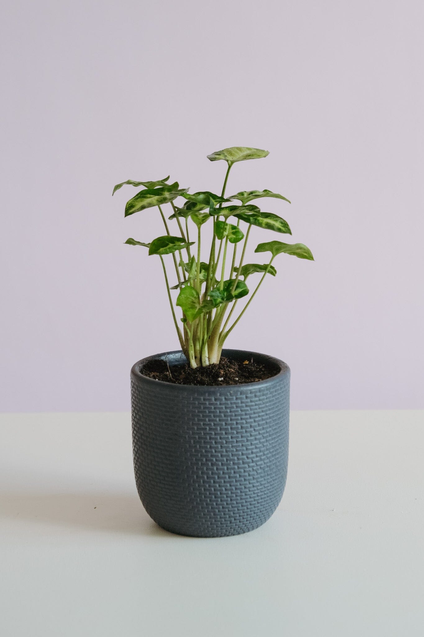 Syngonium Pixie in Tweed Pot Potted plant Poppy Rose 