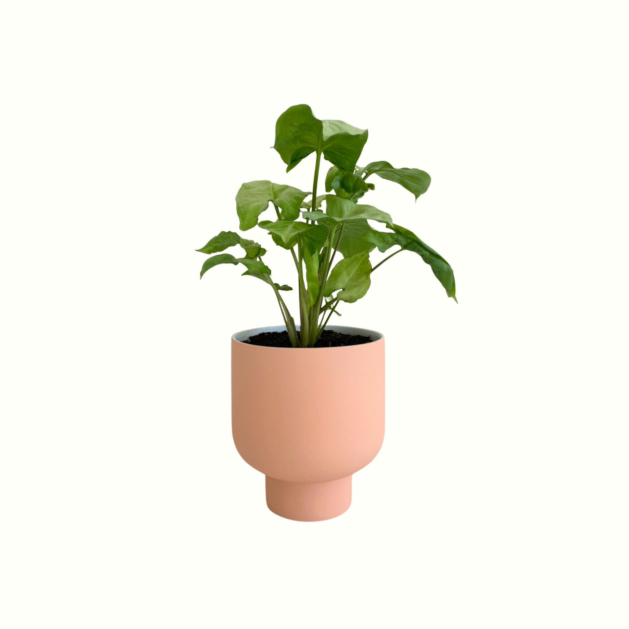 Syngonium Silver Butterfly in Blush Pot - Poppy Rose - Poppy Rose Flowers Brisbane